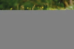 Nici 48605 Alpaka Chic Paka 25cm Stehend Plüsch Kuscheltier GREEN -Nici Verkäufe 2026 48607 14 48603 48605 48609 Milieu 2048x1366